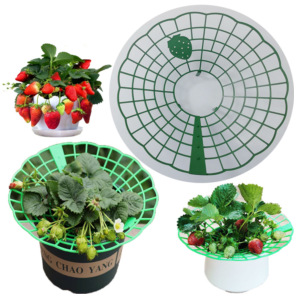 20PCS Strawberry Stand Green C - Vine Climbing Plastic 评论和价格
