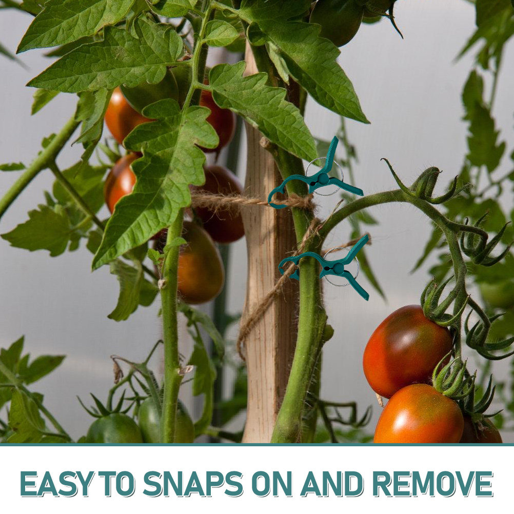 50Pcs Tomato Stem Support Clip - Vine Climbing Plastic 评论和价格