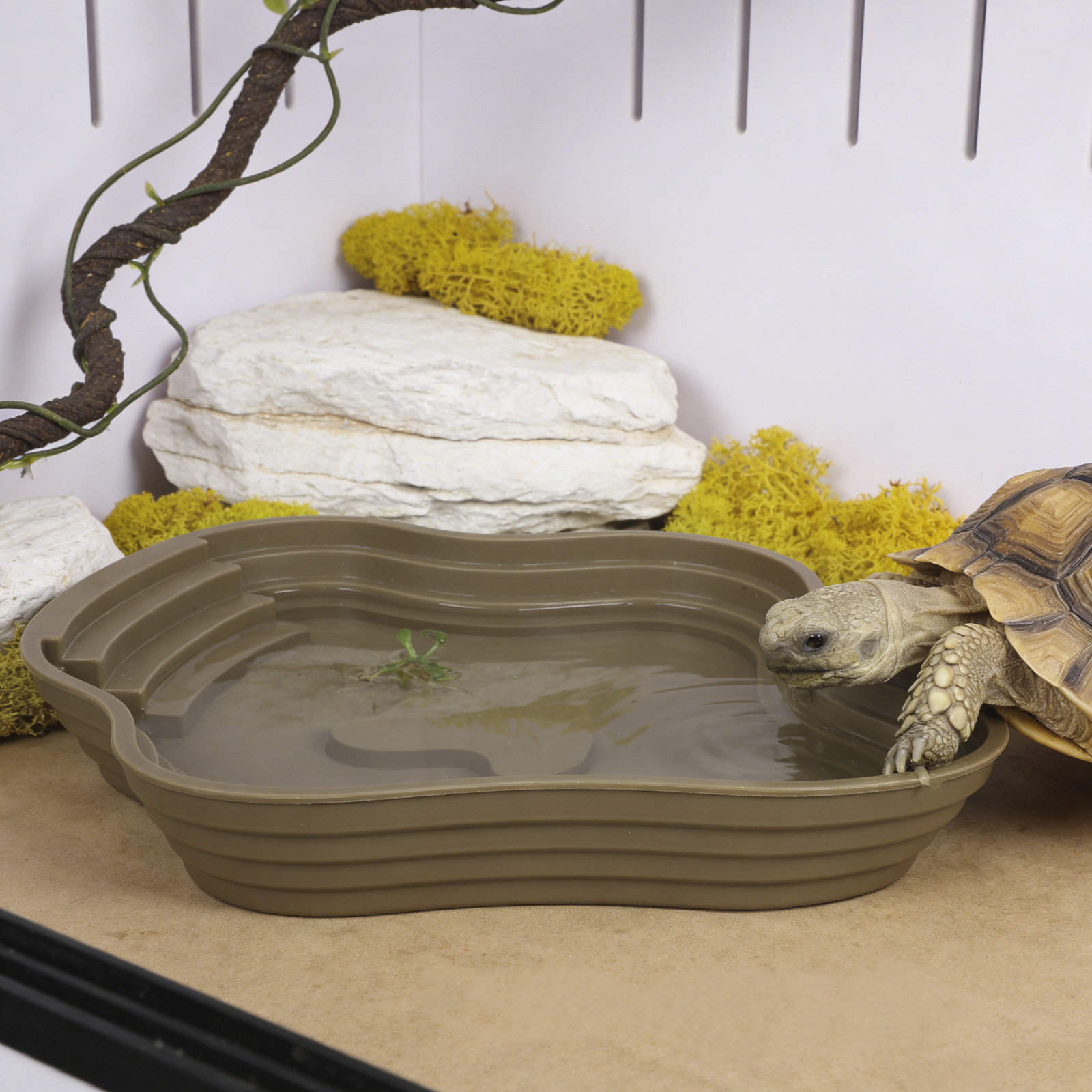 Large Turtle Reptile Bathing P - Water Dish Reptile 评论和价格