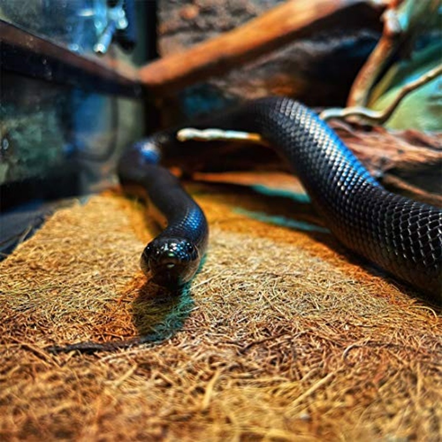 Reptile Carpet Mat 19.7x11.8in - Substrate Coconut Fiber 评论和价格