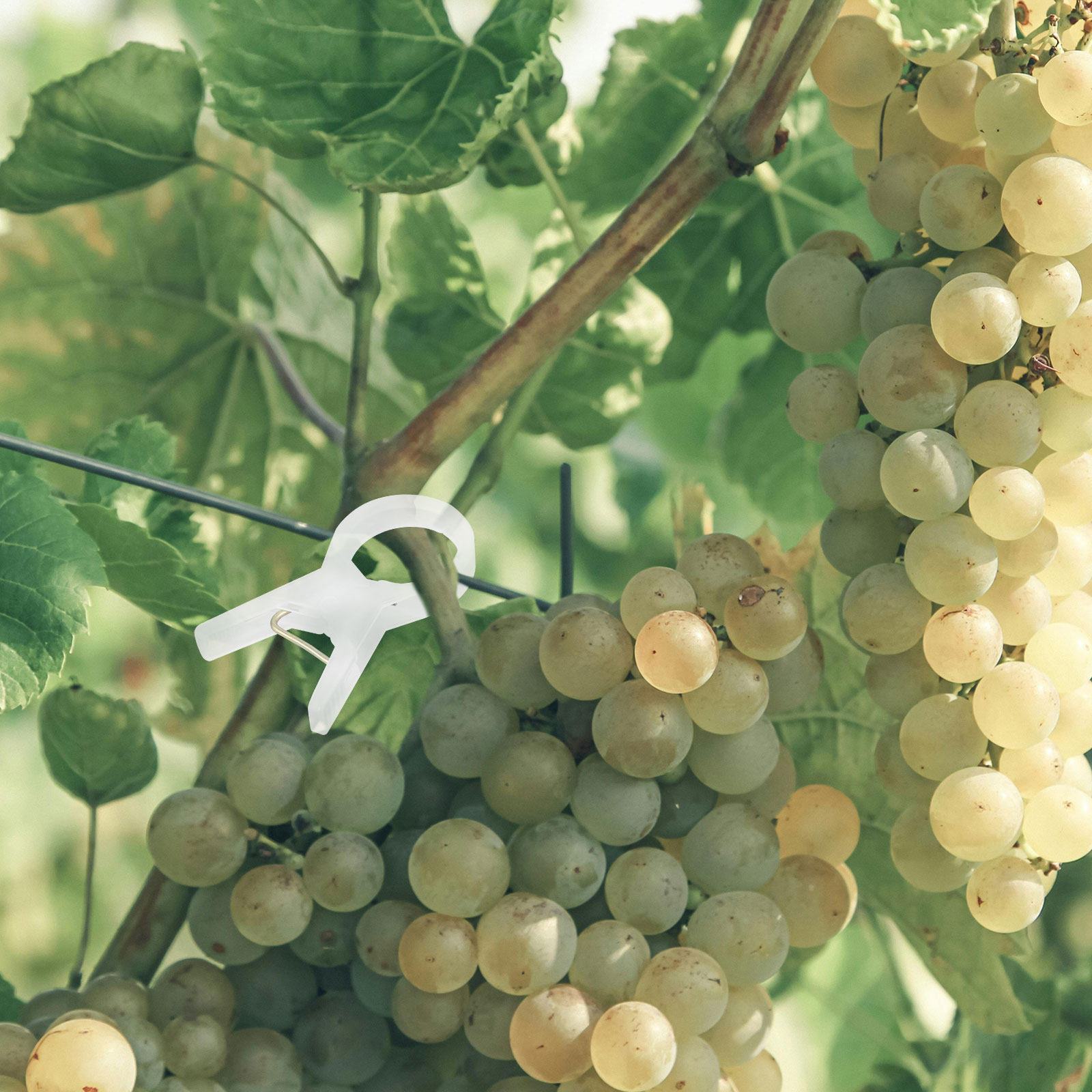 100Pcs Plastic Plant Clips for - Vine Climbing Plastic 评论和价格