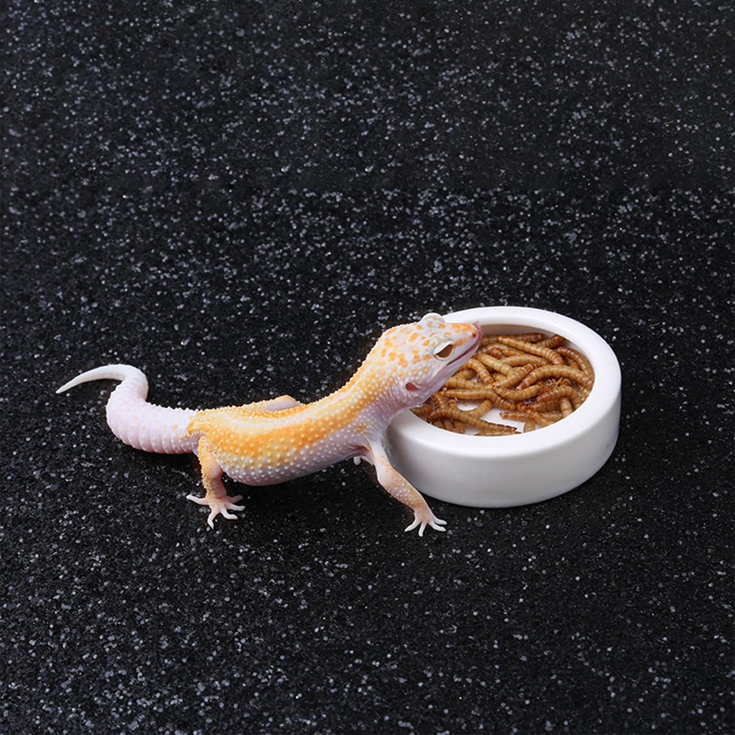 Reptile Food Bowl Feeding and  - Water Dish Reptile 评论和价格