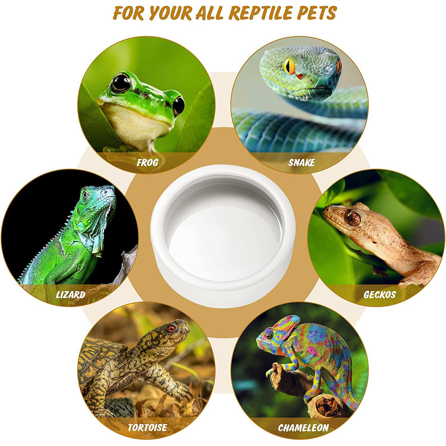 Reptile Food Bowl Feeding and  - Water Dish Reptile 评论和价格