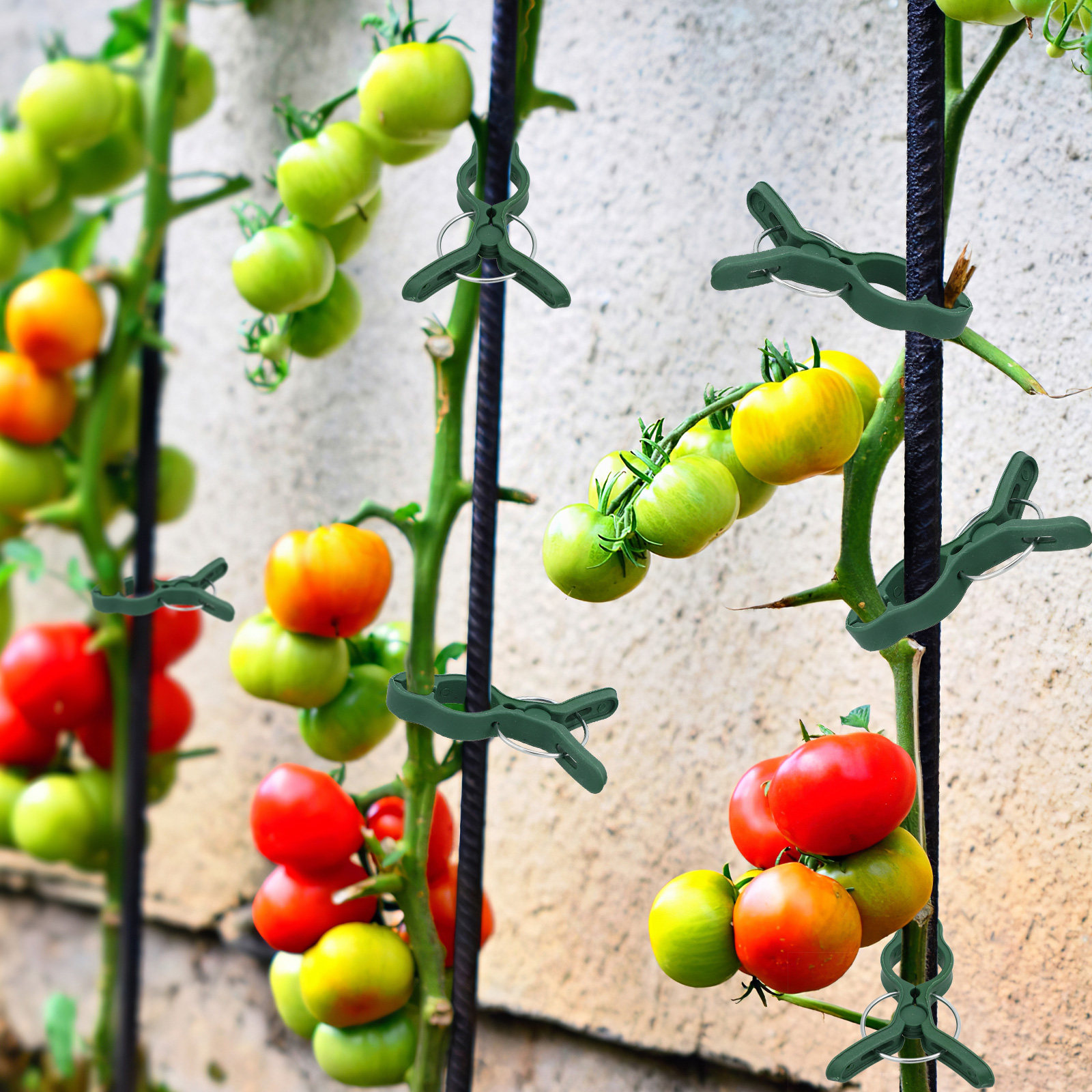 50Pcs Plastic Garden Plant Cli - Vine Climbing Plastic 评论和价格