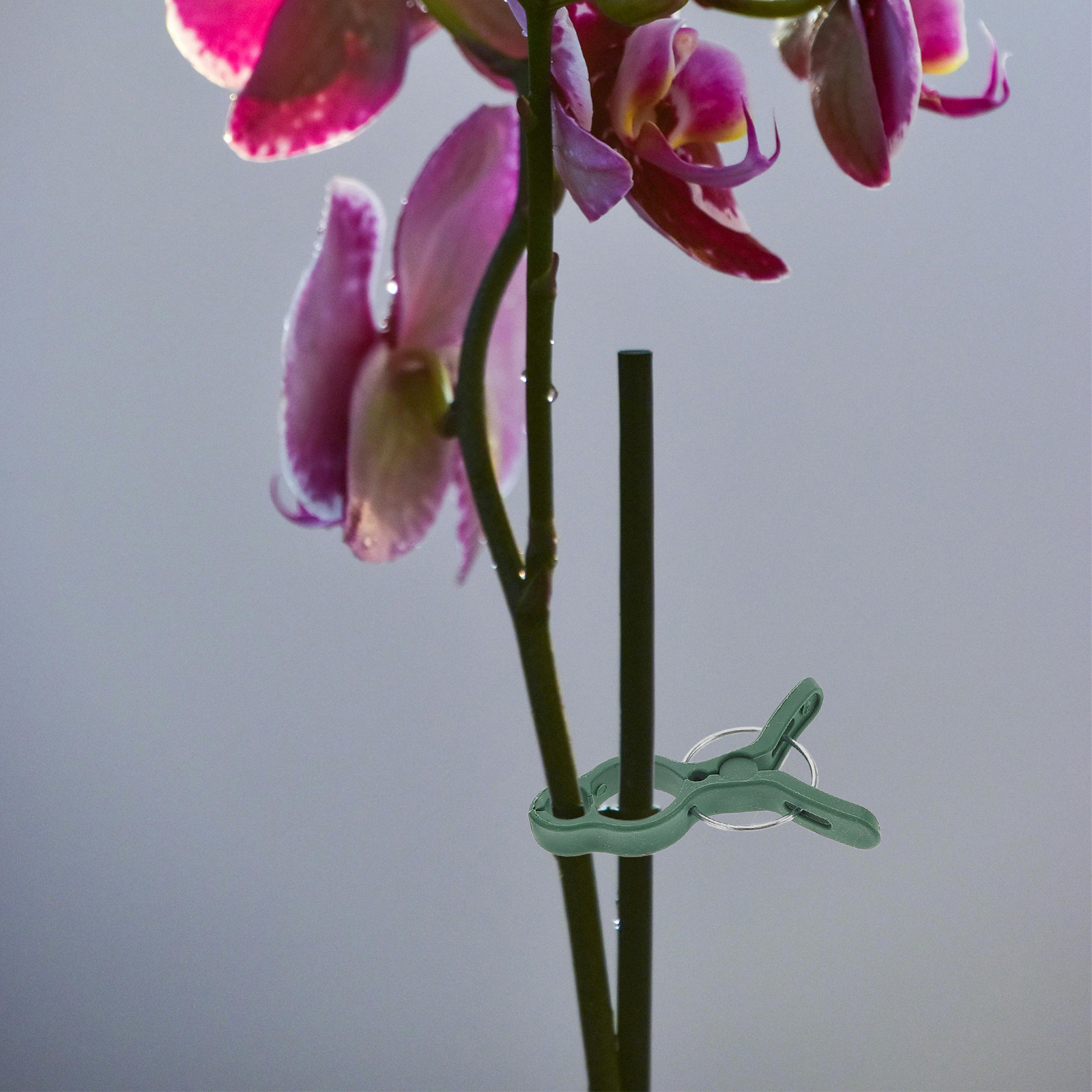 50Pcs Plastic Garden Plant Cli - Vine Climbing Plastic 评论和价格