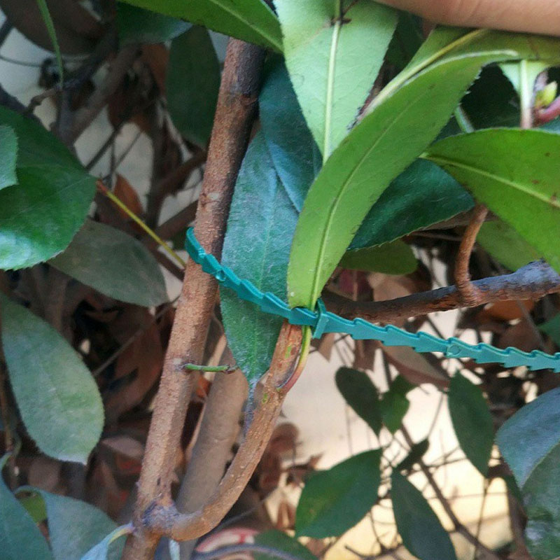 13cm Adjustable Plastic Plant  - Vine Climbing Plastic 评论和价格